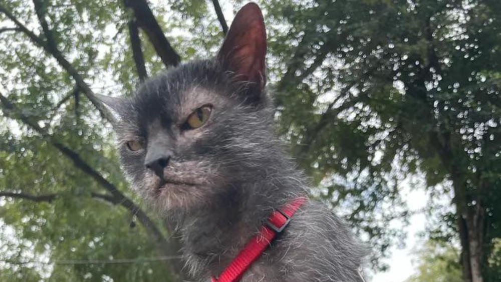 Site hosted by Neocities